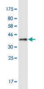 Monoclonal Anti-MYLK4 antibody produced in mouse clone 7A3, purified immunoglobulin