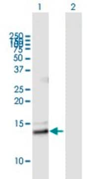 ANTI-PLA2G2E antibody produced in mouse purified immunoglobulin, buffered aqueous solution