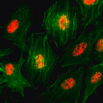 Anti-Histone H3 pan antibody, Rabbit monoclonal recombinant, expressed in HEK 293 cells, clone RM188, purified immunoglobulin