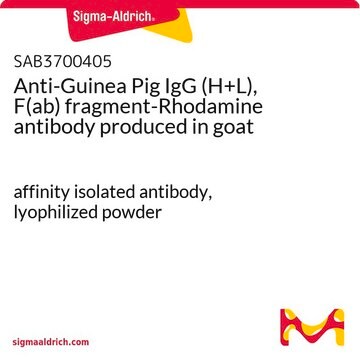 Anti-Guinea Pig IgG (H+L), F(ab) fragment-Rhodamine antibody produced in goat affinity isolated antibody, lyophilized powder