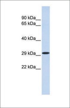 Anti-KLF14 antibody produced in rabbit affinity isolated antibody