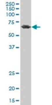 Monoclonal Anti-PCK2 antibody produced in mouse clone 2C9, purified immunoglobulin, buffered aqueous solution