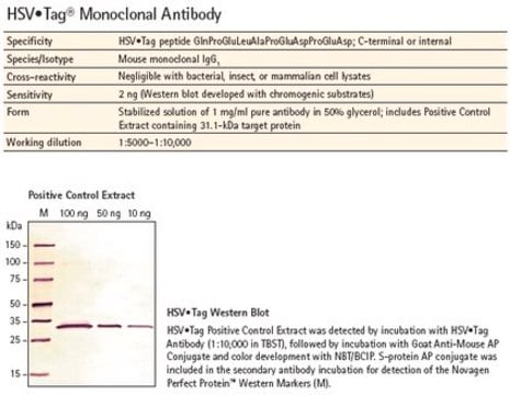 HSV-Tag&#174; Monoclonal Antibody Novagen&#174;, from mouse