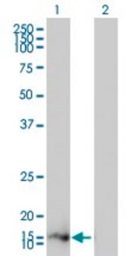 Monoclonal Anti-ZMAT4 antibody produced in mouse clone 7H3-1C11, purified immunoglobulin, buffered aqueous solution