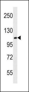 ANTI-MBD6(C-TERMINAL) antibody produced in rabbit affinity isolated antibody, buffered aqueous solution