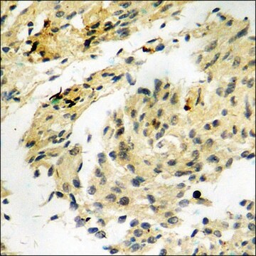 Anti-phospho-HSP27 (pSer78) antibody produced in rabbit affinity isolated antibody