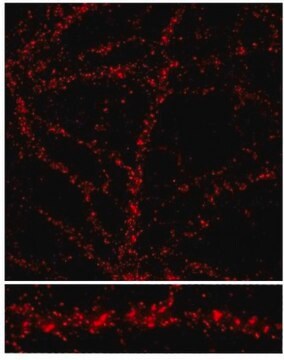 Anti-NMDAR2C Antibody, also recognizes NMDAR2A and 2B Chemicon&#174;, from rabbit