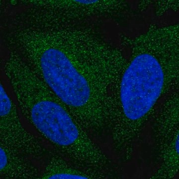 Anti-ATL3 antibody produced in rabbit Prestige Antibodies&#174; Powered by Atlas Antibodies, affinity isolated antibody