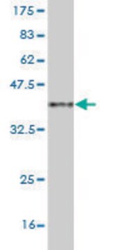 Monoclonal Anti-MAML2 antibody produced in mouse clone 4A1, purified immunoglobulin, buffered aqueous solution