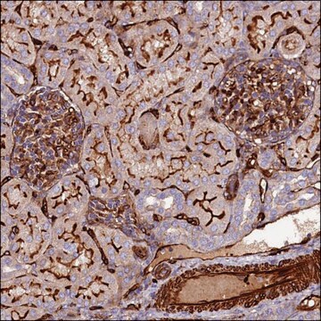 Anti-CCBE1 antibody produced in rabbit Prestige Antibodies&#174; Powered by Atlas Antibodies, affinity isolated antibody, buffered aqueous glycerol solution