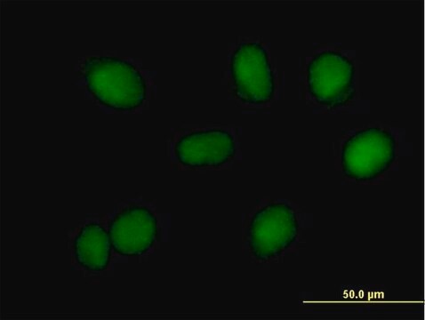 Anti-RMI1 antibody produced in mouse purified immunoglobulin, buffered aqueous solution