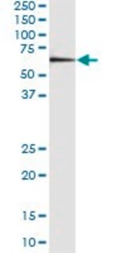 Monoclonal Anti-LOC91614 antibody produced in mouse clone 4D9, purified immunoglobulin, buffered aqueous solution