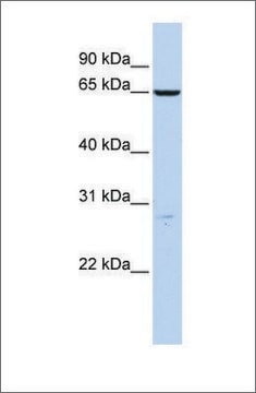 Anti-HAS3 antibody produced in rabbit affinity isolated antibody