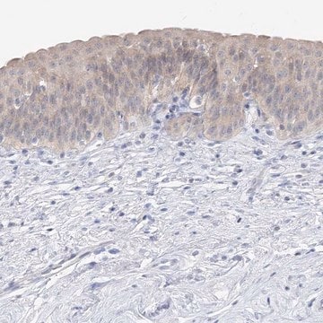 Anti-UFL1 antibody produced in rabbit Prestige Antibodies&#174; Powered by Atlas Antibodies, affinity isolated antibody, buffered aqueous glycerol solution, ab1