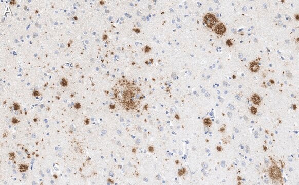 Anti-Amyloid &#946;42/40 Antibody, clone W0-2 ZooMAb&#174; Mouse Monoclonal recombinant, expressed in HEK 293 cells