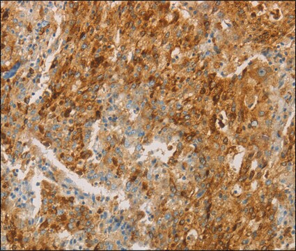 Anti-CEACAM8 antibody produced in rabbit affinity isolated antibody