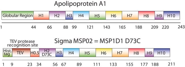 Membrane Scaffold Protein 1D1 D73C recombinant, expressed in E. coli, Cysteine substituted at position 73