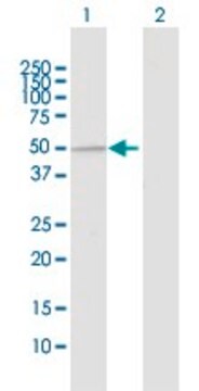 Anti-UBE3C antibody produced in rabbit purified immunoglobulin, buffered aqueous solution