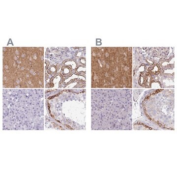 Anti-DBN1 antibody produced in rabbit Prestige Antibodies&#174; Powered by Atlas Antibodies, affinity isolated antibody, buffered aqueous glycerol solution