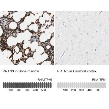 Anti-PRTN3 antibody produced in rabbit Prestige Antibodies&#174; Powered by Atlas Antibodies, affinity isolated antibody, buffered aqueous glycerol solution