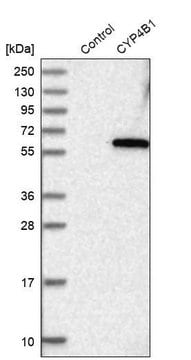 Anti-CYP4B1 antibody produced in rabbit Prestige Antibodies&#174; Powered by Atlas Antibodies, affinity isolated antibody, buffered aqueous glycerol solution