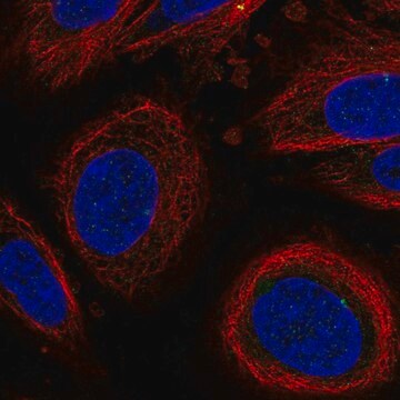 Anti-LEPROT antibody produced in rabbit Prestige Antibodies&#174; Powered by Atlas Antibodies, affinity isolated antibody