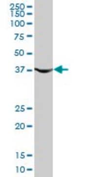 Monoclonal Anti-PGK1, (C-terminal) antibody produced in mouse clone 2H4, purified immunoglobulin, buffered aqueous solution