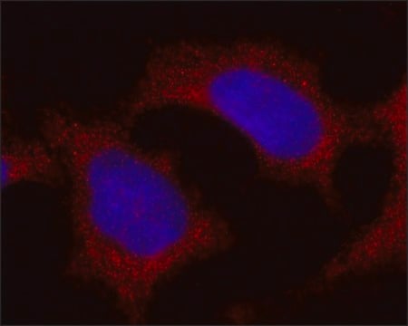 Monoclonal Anti-FTH1 antibody produced in mouse ~1.0&#160;mg/mL, clone FTH24, purified immunoglobulin