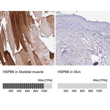 Anti-HSPB6 antibody produced in rabbit Prestige Antibodies&#174; Powered by Atlas Antibodies, affinity isolated antibody, buffered aqueous glycerol solution