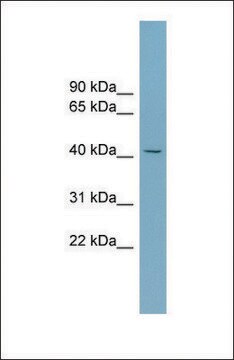 Anti-SLC30A8 antibody produced in rabbit affinity isolated antibody