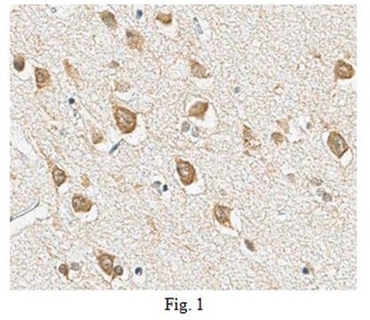 Anti-mGluR5 Antibody, clone 11D9.1 clone 11D9.1, from mouse