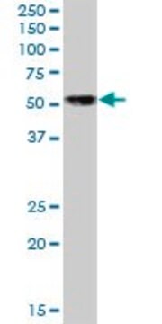 Anti-NFIB antibody produced in mouse purified immunoglobulin, buffered aqueous solution