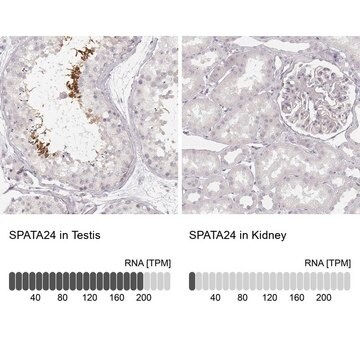 Anti-SPATA24 antibody produced in rabbit Prestige Antibodies&#174; Powered by Atlas Antibodies, affinity isolated antibody, buffered aqueous glycerol solution