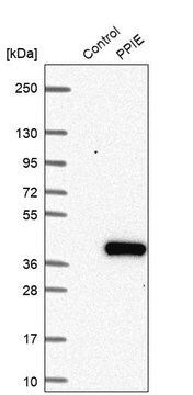 Anti-PPIE antibody produced in rabbit Prestige Antibodies&#174; Powered by Atlas Antibodies, affinity isolated antibody, buffered aqueous glycerol solution