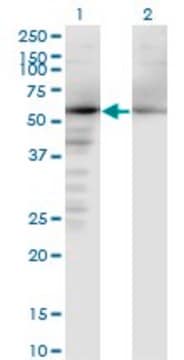 Monoclonal Anti-NAE1 antibody produced in mouse clone 2E9-D12, purified immunoglobulin, buffered aqueous solution