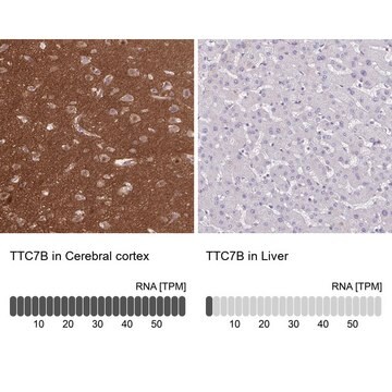 Anti-TTC7B antibody produced in rabbit Prestige Antibodies&#174; Powered by Atlas Antibodies, affinity isolated antibody, buffered aqueous glycerol solution