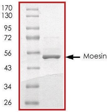 Moesin (410-end), GST tagged human recombinant, expressed in E. coli, &#8805;70% (SDS-PAGE), buffered aqueous glycerol solution