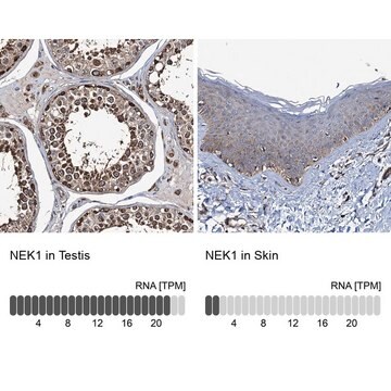 Anti-NEK1 antibody produced in rabbit affinity isolated antibody, buffered aqueous glycerol solution