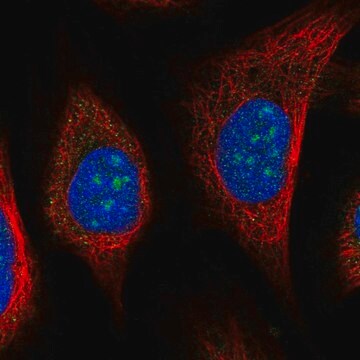 Anti-URB2 antibody produced in rabbit Prestige Antibodies&#174; Powered by Atlas Antibodies, affinity isolated antibody