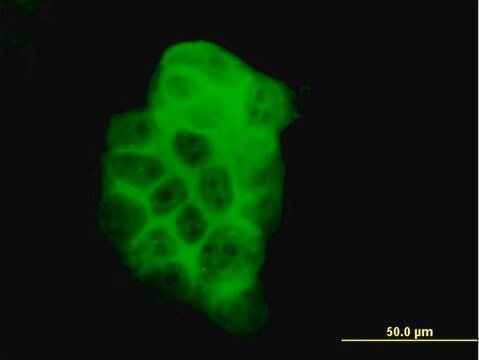 Monoclonal Anti-PIK3C2B antibody produced in mouse clone 3E5, purified immunoglobulin, buffered aqueous solution