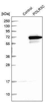 Anti-POLR3C antibody produced in rabbit Prestige Antibodies&#174; Powered by Atlas Antibodies, affinity isolated antibody, buffered aqueous glycerol solution, ab2