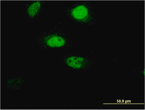 Monoclonal Anti-FLJ46380 antibody produced in mouse clone 1C5, purified immunoglobulin, buffered aqueous solution