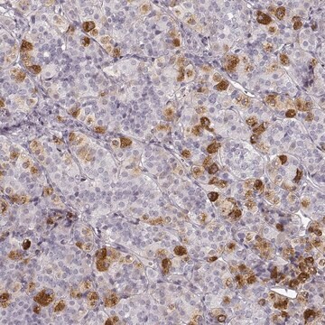 Anti-PRLHR antibody produced in rabbit Prestige Antibodies&#174; Powered by Atlas Antibodies, affinity isolated antibody, buffered aqueous glycerol solution