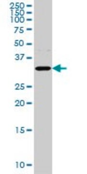 Monoclonal Anti-AQP8 antibody produced in mouse clone 1A1, purified immunoglobulin, buffered aqueous solution