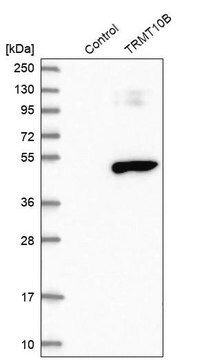 Anti-TRMT10B antibody produced in rabbit Prestige Antibodies&#174; Powered by Atlas Antibodies, affinity isolated antibody, buffered aqueous glycerol solution