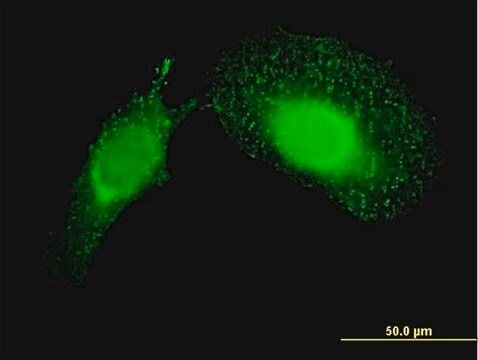 Monoclonal Anti-PDCD6IP antibody produced in mouse clone 3C4, purified immunoglobulin, buffered aqueous solution