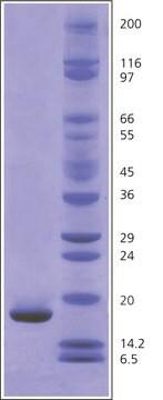 Myoglobin aus Pferdeskelettmuskel BioUltra, 95-100% (SDS-PAGE)