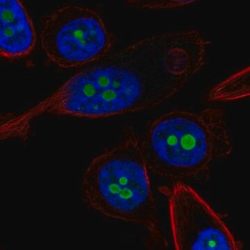 Anti-CDKN2A antibody produced in rabbit Prestige Antibodies&#174; Powered by Atlas Antibodies, affinity isolated antibody