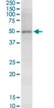 Monoclonal Anti-NSDHL antibody produced in mouse clone 6E3, purified immunoglobulin, buffered aqueous solution