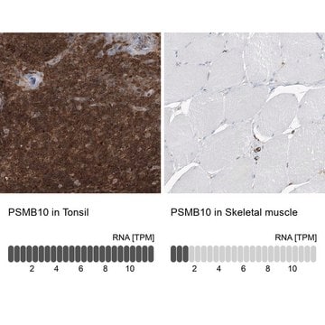 Anti-PSMB10 antibody produced in rabbit Prestige Antibodies&#174; Powered by Atlas Antibodies, affinity isolated antibody, buffered aqueous glycerol solution